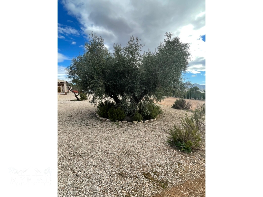 ce4698ed-1a5f-467a-a259-325bfb603da6