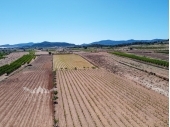 MP6614, Established 37,000m² Tempranillo Vineyard with Cooperative Rights
